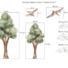 Drzewka do dinozaurów naklejki
